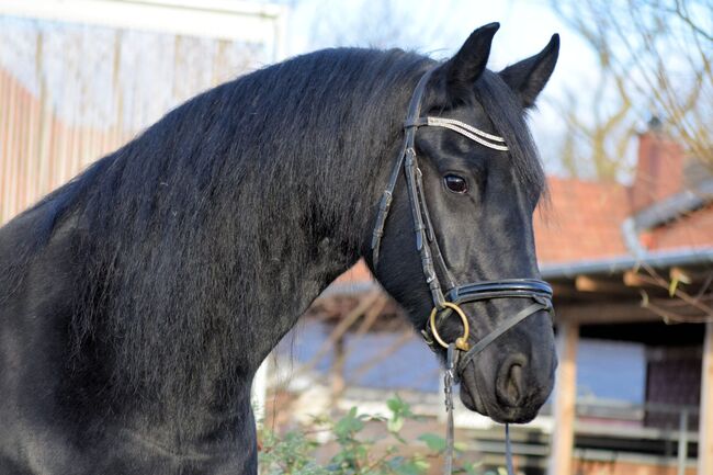 Unverbrauchte, artige Friesen Stute, Kerstin Rehbehn (Pferdemarketing Ost), Horses For Sale, Nienburg, Image 2