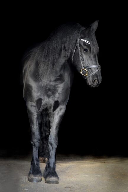 Unverbrauchte, artige Friesen Stute, Kerstin Rehbehn (Pferdemarketing Ost), Horses For Sale, Nienburg, Image 7