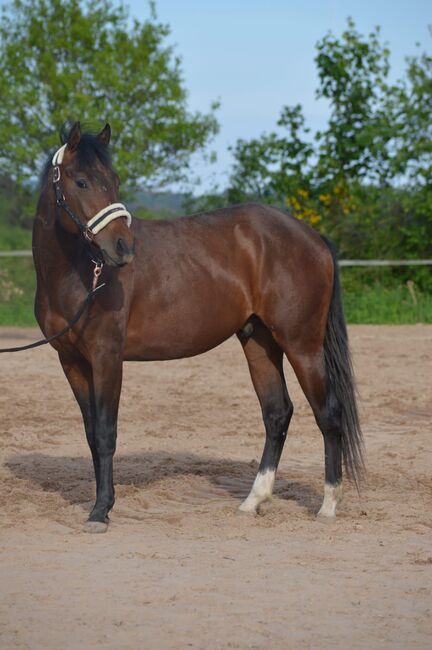 unkomplizierter Quarter Horse Wallach mit guter Reiningabstammung, Kerstin Rehbehn (Pferdemarketing Ost), Horses For Sale, Nienburg