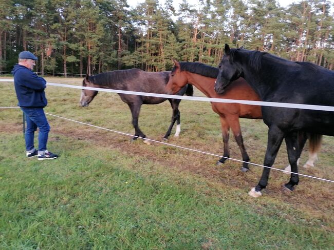 NUR NOCH 1 PLATZ FREI Boxenplatz / Offenstallplatz / Pferdepension, Mandy Wasmund, Horse Stables, Mellenthin, Image 5