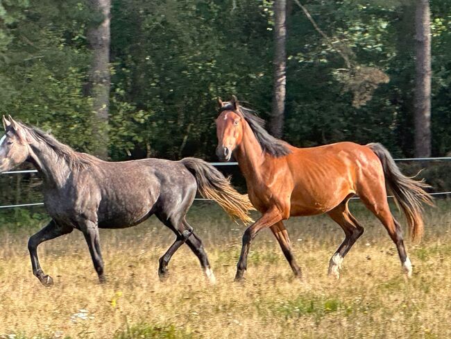NUR NOCH 1 PLATZ FREI Boxenplatz / Offenstallplatz / Pferdepension, Mandy Wasmund, Horse Stables, Mellenthin, Image 6