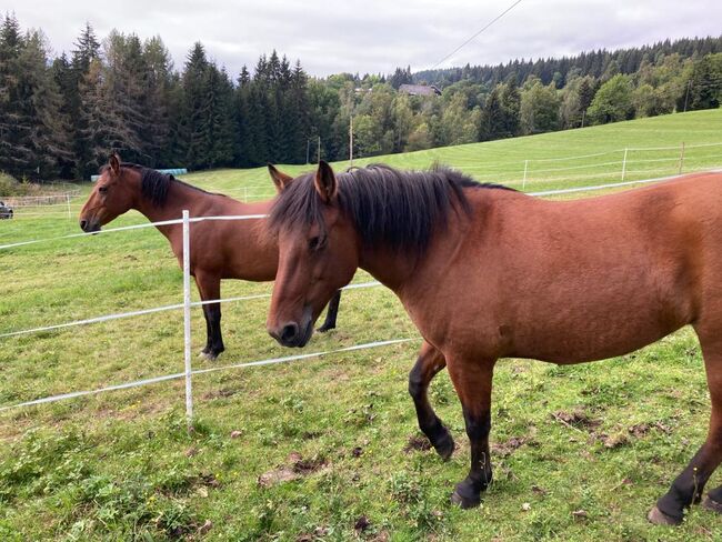 Nur gemeinsam zu verkaufen, Magdalena Altmann, Horses For Sale, Glödnitz