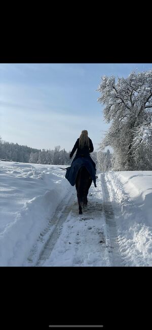 Entspannter Trakehner sucht fördernde Hände, Julia Kögler , Horses For Sale, schlierbach , Image 2