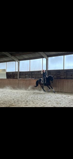 Entspannter Trakehner sucht fördernde Hände, Julia Kögler , Horses For Sale, schlierbach , Image 5