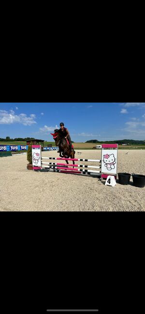 Entspannter Trakehner sucht fördernde Hände, Julia Kögler , Horses For Sale, schlierbach , Image 6