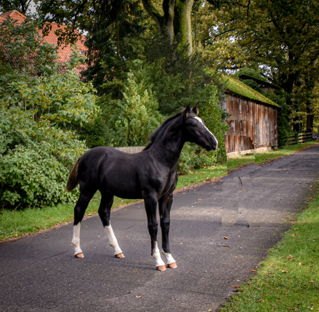 Ostfriesen/ Alt Oldenburger Hengstfohlen, Conny, Horses For Sale, Celle