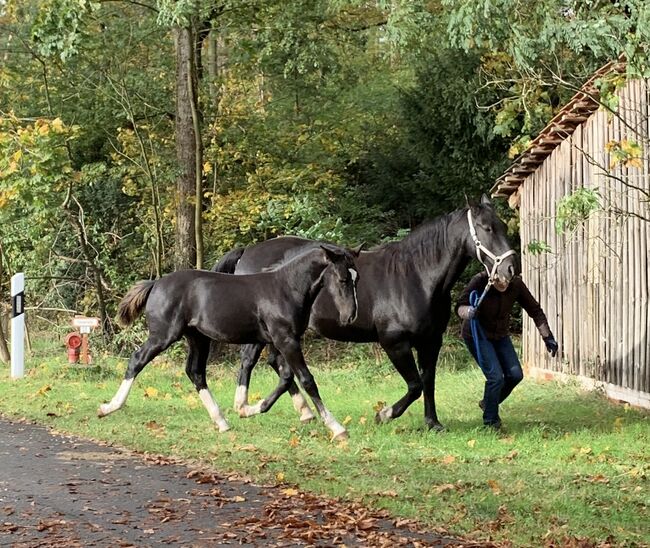 Ostfriesen/ Alt Oldenburger Hengstfohlen, Conny, Horses For Sale, Celle, Image 4