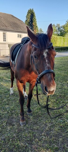 Österreichisches Warmblut *Fürstin Pasquina*, Eva, Horses For Sale, Mettmach 