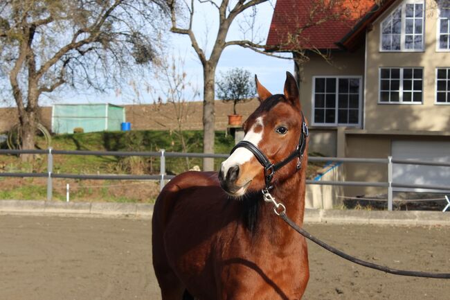 Österreichisches Reitpony, K.B.Z. verkaufspferde , Horses For Sale, Steiermark/Leibnitz , Image 4