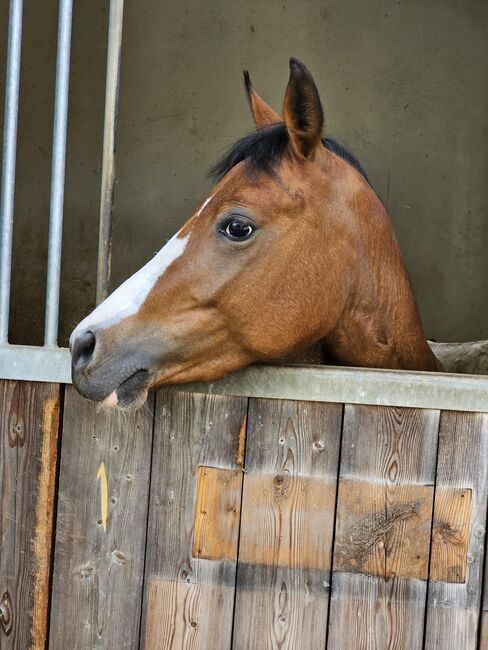 Österreichisches Reitpony, K.B.Z. verkaufspferde , Horses For Sale, Steiermark/Leibnitz 