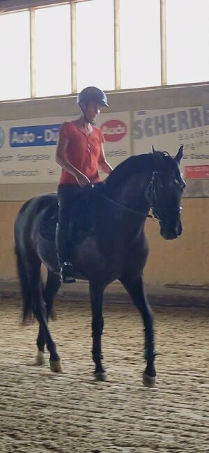 Suche Reitbeteiligung Dressur, Mb, Horse Sharing, 8444