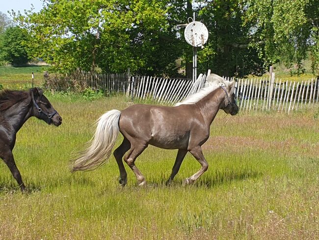 Sucht ein zu Hause, Nicole Kindl , Horses For Sale, Ahlbeck 