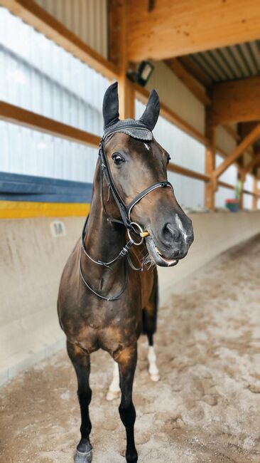 Suche leichten Reiter/in für Stute in 70736 Fellbach, Urmeli Urmel, Horse Sharing, Ostelsheim, Image 3