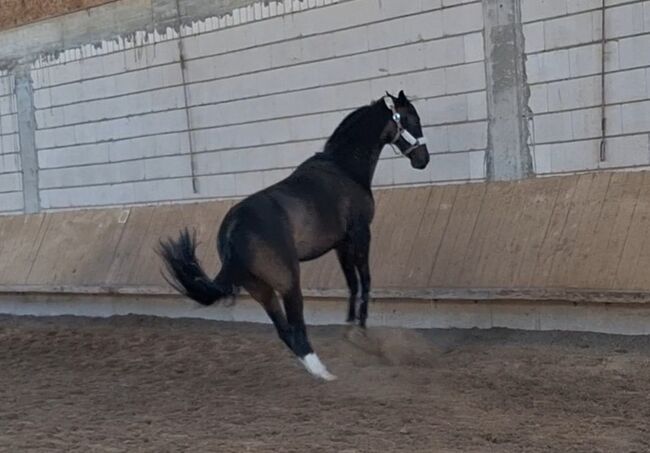 Suche leichten Reiter/in für Stute in Fellbach, Urmeli Urmel, Horse Sharing, Ostelsheim, Image 6