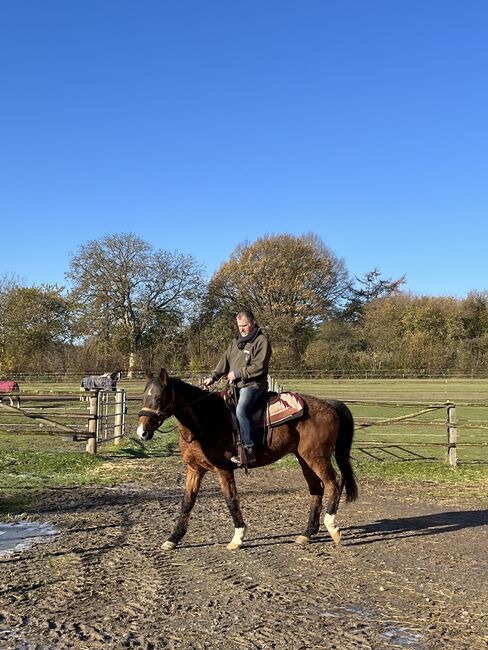 Aus gesundheitlichen Gründen neues Zuhause für meinen Wallach gesucht, Tim Kiper, Horses For Sale, Aerzen, Image 2