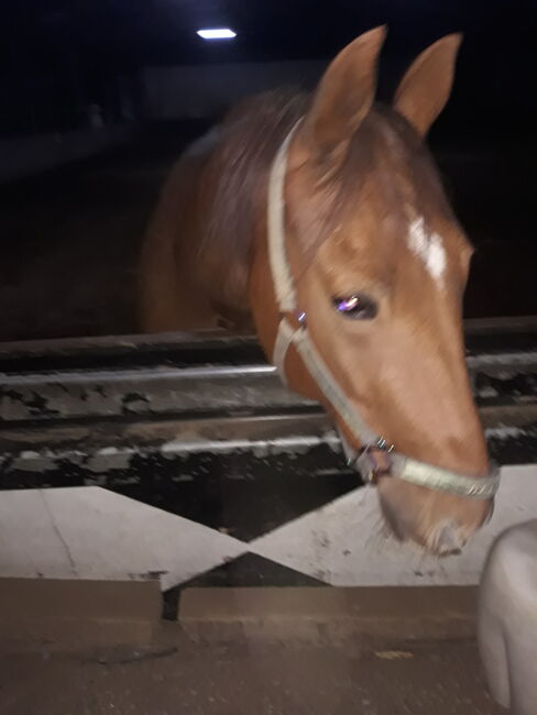 Pflegebeteiligung für  Traber in Bochum gesucht, Michaela Geda, Horse Sharing, Gelsenkirchen, Image 4