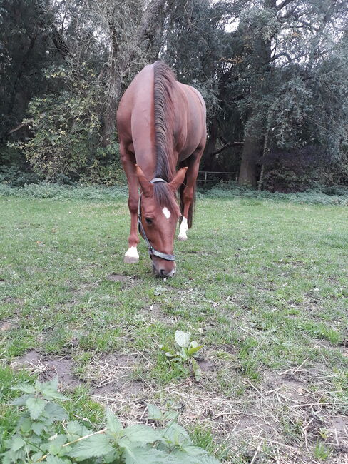 Pflegebeteiligung für  Traber in Bochum gesucht, Michaela Geda, Horse Sharing, Gelsenkirchen, Image 3