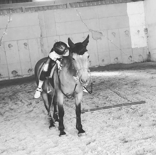 Suche ein Pony/ Pferd als Freizeitpartner, vanessa, Horses For Sale, Ratzersdorf an der Traisen