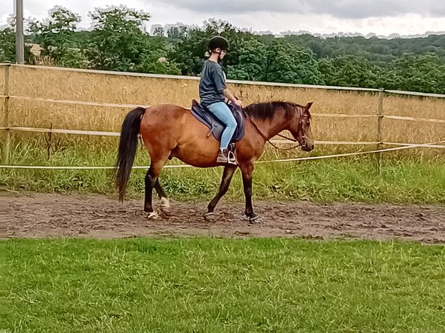 Sattel für Ihr Kleinpferd, Isländer, Pony, Gangpferd, Freizeitpferd gesucht?, MY-Sattel Manufaktur CLASSIC EF Vielseitigkeit Schwerpunkt Dressur, MY-Sattel (MY-Sattel Manufaktur), All Purpose Saddle, Zilshausen