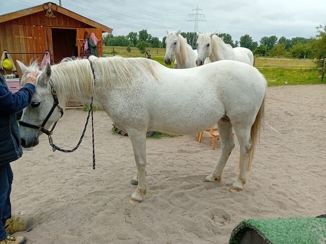 Sattel für anspruchsvolle Pferderücken gesucht? Dann MY-Sattel Manufaktur, MY-Sattel Manufaktur Iberischer Dressursattel, MY-Sattel (MY-Sattel Manufaktur), Dressage Saddle, Zilshausen
