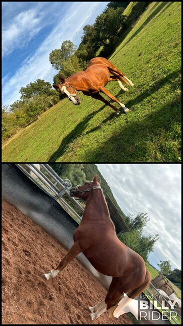 Suche Reitbeteiligung (Pferd sucht Reiter), Fabi, Horses For Sale, Eßweiler, Image 3