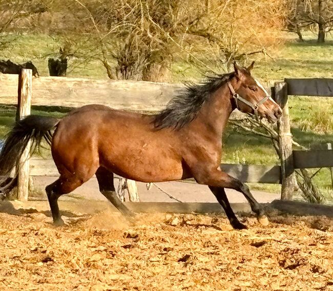 Aufgeschlossene, liebe Quarter Horse Stute von top Reining Hengst, Kerstin Rehbehn (Pferdemarketing Ost), Horses For Sale, Nienburg, Image 4