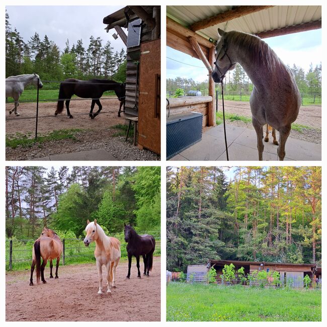 Offenstallplatz frei, Kerstin Hopfengärtner-Kellner , Horse Stables, Hiltpoltstein, Image 19