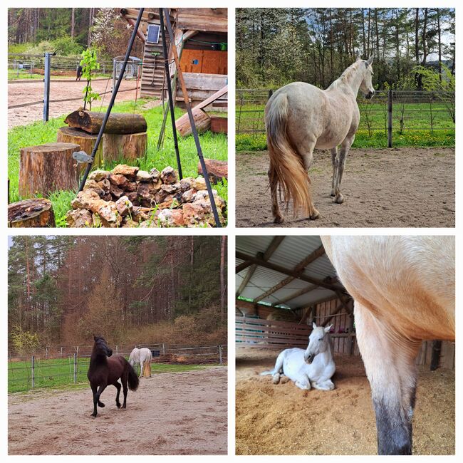 Offenstallplatz frei, Kerstin Hopfengärtner-Kellner , Horse Stables, Hiltpoltstein, Image 18