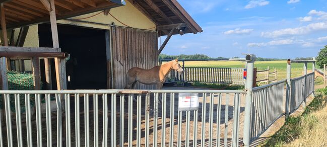 Offenstallplatz frei, Lara, Horse Stables, Schöngeising, Image 2