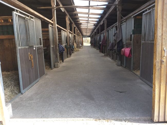 Offenstall/Boxen frei in 27232, Reitstall Bein , Horse Stables, Sulingen, Image 3