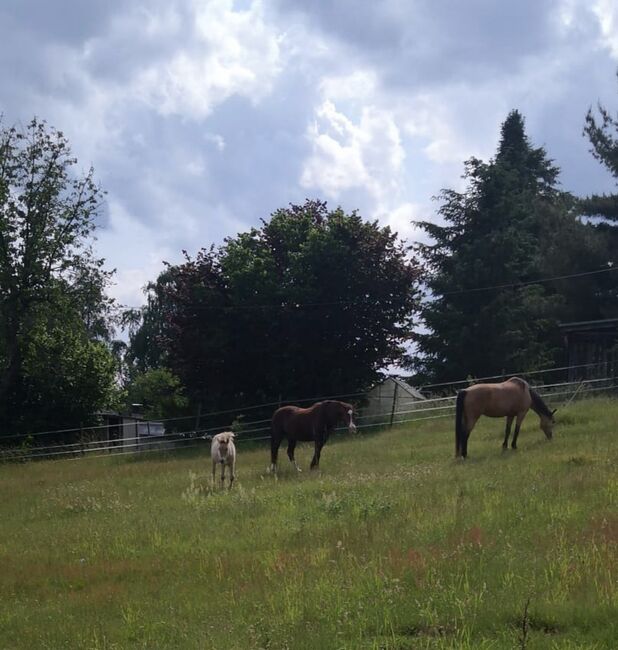 Offenstall/Bewegungsstall, Offenstall  Offenstall , Bender Pia , Horse Stables, Carlsberg , Image 3