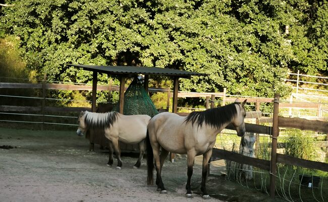 Offenstall/Bewegungsstall, Offenstall  Offenstall , Bender Pia , Horse Stables, Carlsberg , Image 7