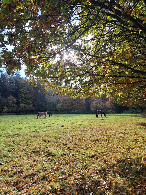 Offenstall für Wallach, Lisa Philipsen, Horse Stables, Westerrönfeld, Image 5