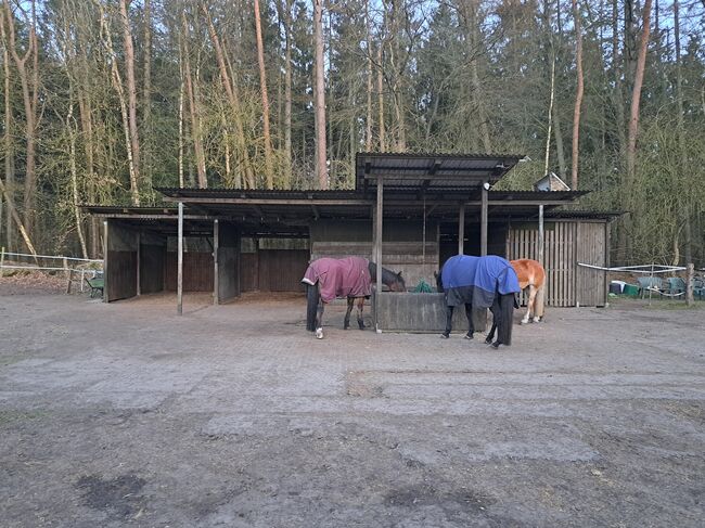Offenstall für Wallach, Lisa Philipsen, Horse Stables, Westerrönfeld, Image 4