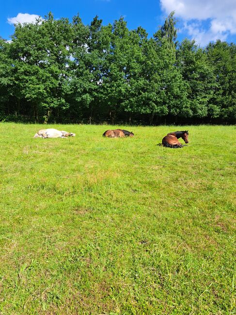 Offenstall für Wallach, Lisa Philipsen, Horse Stables, Westerrönfeld, Image 7