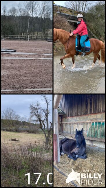 Offenstall frei, Saskia , Horse Stables, Römhild , Image 16