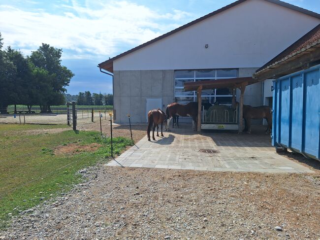 Offenstall hat einen Platz frei, Johanna , Horse Stables, Eching, Image 2