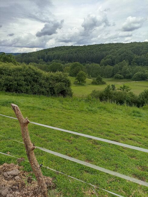 Offenstallhaltung, Offenstallhaltung, Schneider , Horse Stables, Brücken