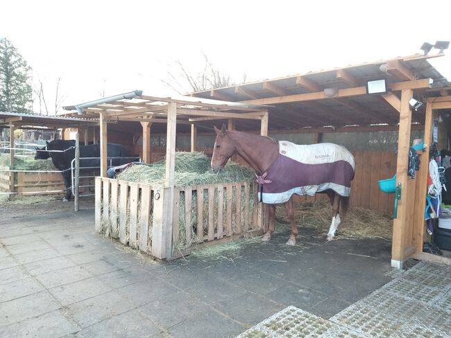 Offenstall-/ Laufstall-/ Stallplatz für Stute, Katja, Horse Stables, Bodenheim, Image 6