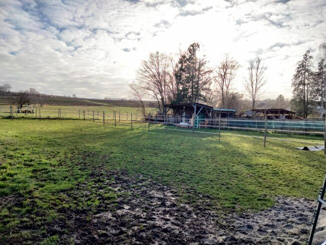 Offenstall-/ Laufstall-/ Stallplatz für Stute, Katja, Horse Stables, Bodenheim, Image 3