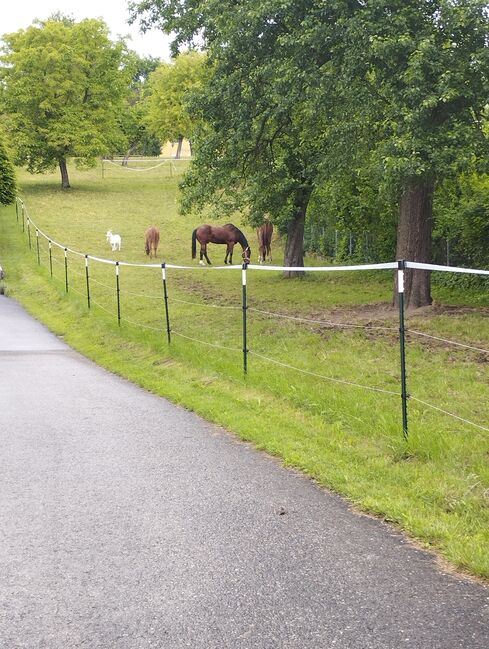 Offenstall oder Box ab Juli/August frei, Rendl Nicole , Horse Stables, Kallham , Image 5