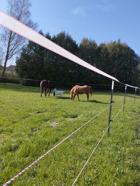 Offenstall oder Box ab Juli/August frei, Rendl Nicole , Horse Stables, Kallham , Image 10