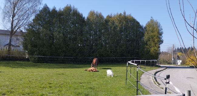 Offenstall oder Box ab Juli/August frei, Rendl Nicole , Horse Stables, Kallham , Image 8