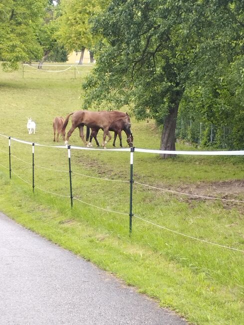Offenstall oder Box ab Juli/August frei, Rendl Nicole , Horse Stables, Kallham , Image 6