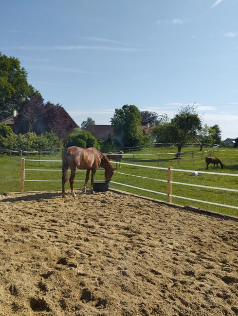 Offenstall oder Box ab Juli/August frei, Rendl Nicole , Horse Stables, Kallham , Image 3