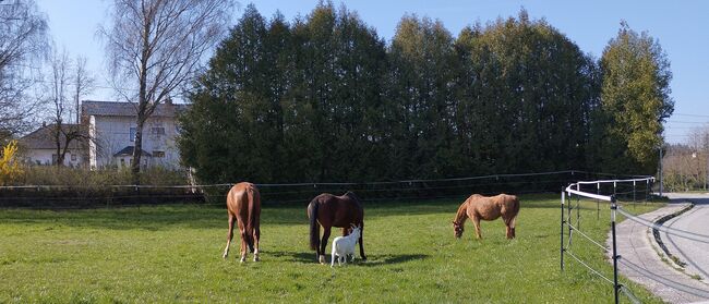 Offenstall oder Box ab Juli/August frei, Rendl Nicole , Horse Stables, Kallham , Image 9