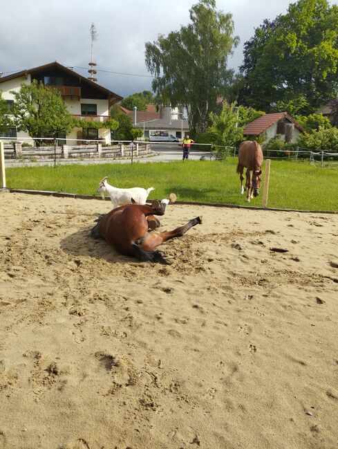 Offenstall oder Box ab Juli/August frei, Rendl Nicole , Horse Stables, Kallham , Image 4