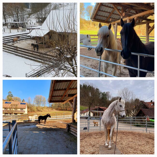 Offenstallplatz frei, Kerstin Hopfengärtner-Kellner , Horse Stables, Hiltpoltstein, Image 4