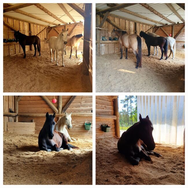 Offenstallplatz frei, Kerstin Hopfengärtner-Kellner , Horse Stables, Hiltpoltstein, Image 8