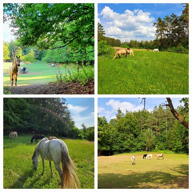 Offenstallplatz frei, Kerstin Hopfengärtner-Kellner , Horse Stables, Hiltpoltstein, Image 9
